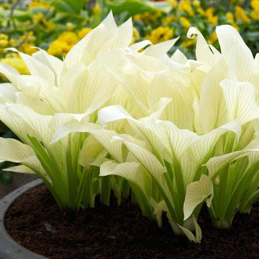 White Feather Hosta Flower Root - Attracts Butterflies and Hummingbirds - Grows Well in Containers - Perennializing - Easy to Grow Live Plants - Outdoor Garden