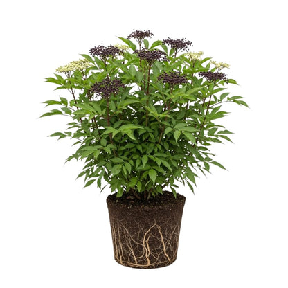 Elderberry Plant Shrub (Sambucus Canadensis), 1 Quart Pot, Hardy Elderberry Bush, Easy to Grow White Flowering Shrub with Dark Berries for Outdoor Planting