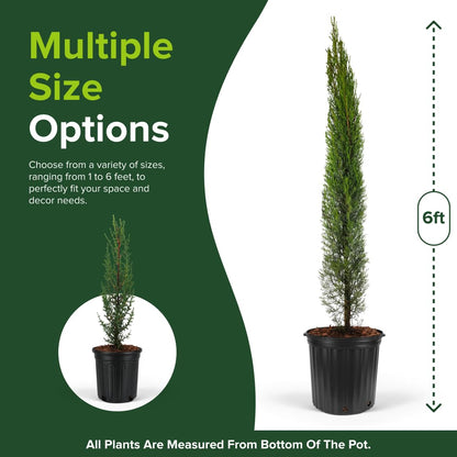 Dwarf Italian Cypress Tree – Live Mediterranean Evergreen for Landscaping, Low Maintenance, Air Purifying Outdoor Plant, Perfect for Garden Hedges and Privacy Screens (2gal Pot 3-4ft)