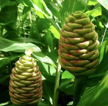 Live Plant - Pinecone Ginger (Zingiber zerumbet) Ornamental Live Plant 10”-20”