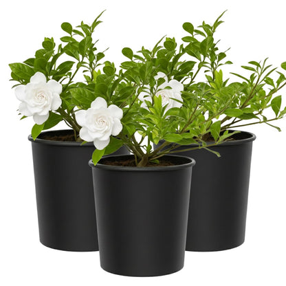 My Shelfie – Gardenia Jasminoides ‘Veitchii’, 1-Gallon Live Fragrant White Flowering Evergreen Shrub for Outdoor Garden, Patio Containers, and Landscape Planting (2)