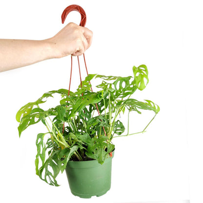 Monstera Adansonii 'Swiss Cheese' (6 inch) - Air-Purifying Houseplants - 4/6 inch Unique Live Decorative Houseplants - Low-Maintenance Indoor Plants, House Warming Gift, Natural Air Purifier