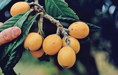 Big Loquat (Eriobotrya Japonica) Nispero Japones Live Tree(Japanese Plum) Plant (2-3ft)