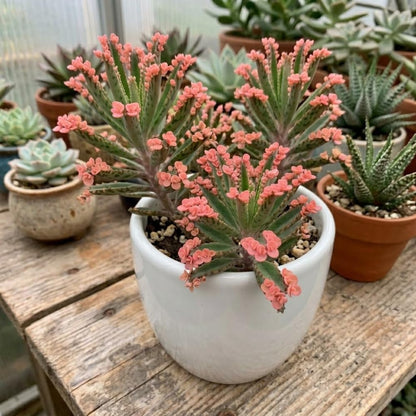 Kalanchoe Pink Butterfly Live Plant, 2" Pot, Exotic Pink Plantlets for Home and Office Desk Decor, Unique Succulent Houseplant, Easy-Care Indoor Decorative Plant
