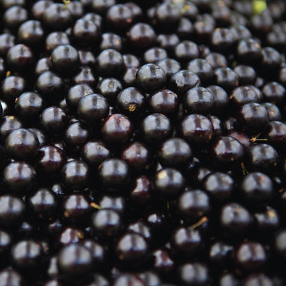 Black Jaboticaba Tree Live Plant, 1 Feet Tall, Brazilian Jabuticaba Grapetree for Gardening Outdoor Indoor