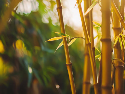 Golden Goddess Hedge Bamboo Plant | 1 Extra Large Trade 3 Gallon Plant | Bambusa Multiplex | Live Non-invasive Clumping Screening