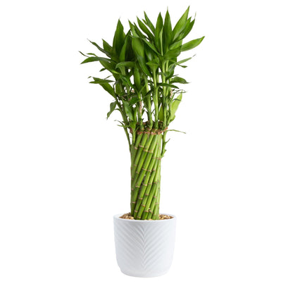 Costa Farms Lucky Bamboo Live Plant in Decorative Pot, Easy to Maintain Indoor Houseplant, Perfect for Home, Room, or Office Decor, Great House Warming or Birthday Gift, 12-15 Inches Tall