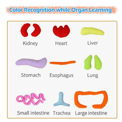KAKIBLIN Human Body Model for Kids, Anatomy Toy, Human Body Organs, Preschool Educational Organ Plush Toys for Kids, Science Learning Kits,Organ Science Kits Sensory Toys for Boys Girls
