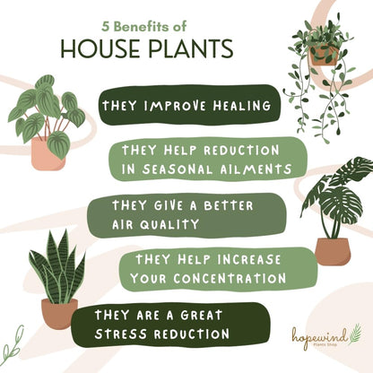 Hopewind Plnats Shop - Philodendron hederaceum Brasil, Rare Variety, Live Indoor Plant, 4 inch Pot