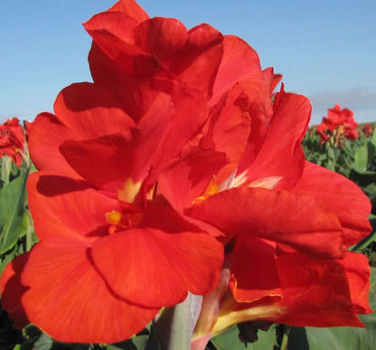 Canna Lily Bulbs The President for Planting - Eye Catching Red Flowers (5 Bulbs)