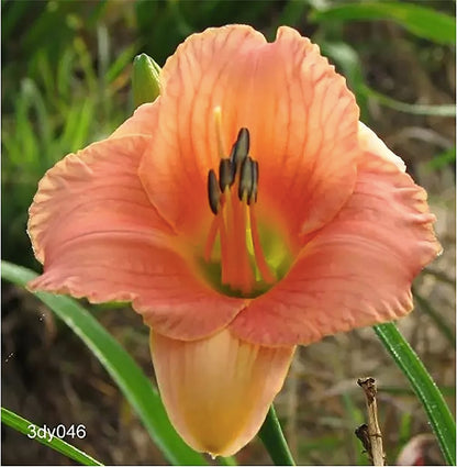 Pink Daylily - Bare Root Plant, Hardy Perennial for Zone 4, Delicate Pink Blooms, Low Maintenance, Ideal for Full Sun or Partial Shade, Perfect for Garden Borders & Landscapes