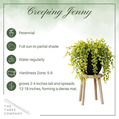 Creeping Jenny Live Plant (Lysimachia nummularia) - 4 Plants Per Pack - Healthy Trailing Perennial - Beautiful Accent Plant - 6" Tall by 4" Wide in 1 Pt Pot