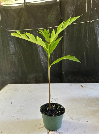 Breadfruit Plant, Breadfruit (Artocarpus altilis) Tropical Live Fruit Tree, Tropical Live Fruit Seedling, Pana de Pepita 10inch-1ft