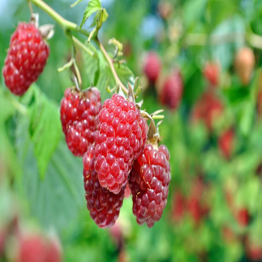 3 Caroline Red -Raspberry Plants (Pack of 3 Bare Root) -Delicious-Organic Grown