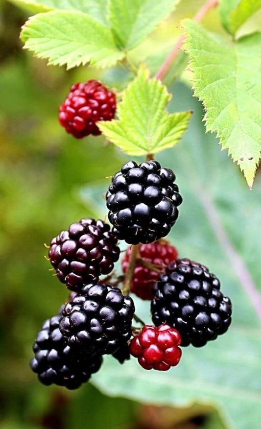 Boysenberry Plants - Pack of 2 (Two) - Mix Between Raspberry BlackBerry Loganberry Dewberry Plants for Planting - 4-6 inch Starter Plants - Fruit Tree Live Plant