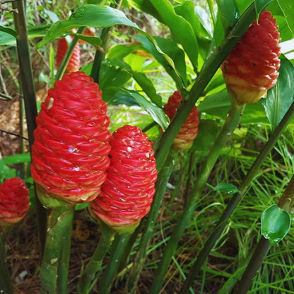 15 Shampoo Ginger Rhizomes for Planting, Awapuhi Ginger Shampoo Plant Roots, Zingiber Zerumbet Roots Garden