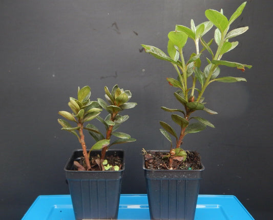 Live Plant - Encore Autumn Bonfireazalea Deciduous Well Rooted Starter Plantblood Red!