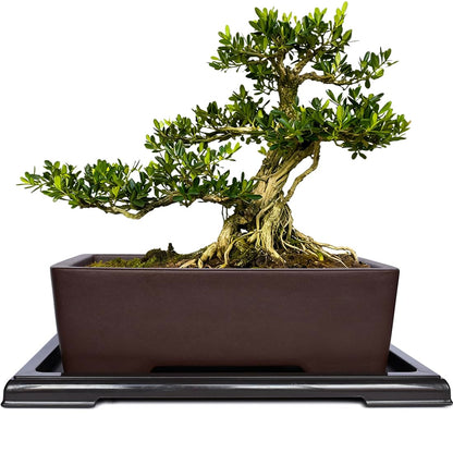 MUZHI Unglazed Zisha Bonsai Pot with Humidity Tray, Rectangle Bonsai Tree Planter with Drainage for Ficus, Succulent etc. (Classic Rectangle)