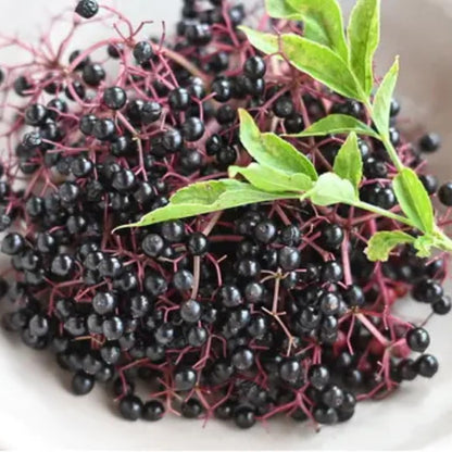 Sweet Elderberry Plant Live Tree 1 Year Old, Perennial Fruiting Shrub, 6-10" in Tall, Spring Planting Outdoor