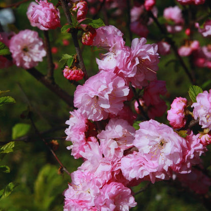 Flowering Almond Tree Live Plant, Double Pink Almond Shrub Tree Plant Live, 6 to 10 Inc Tall
