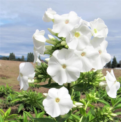 Votaniki David Phlox Bare Root Start - Perennial, Fragrant Blooms, Paniculata David Phlox Bare Root for Planting - Perfect for Borders, Garden Beds, and Containers (1 Pack)