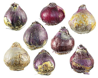 10 Aida Hyacinth Bulbs – Large 16-17cm Bulbs for Stunning Violet-Blue Blooms – Fragrant Spring Flowers Ideal for Gardens, Borders, and Containers