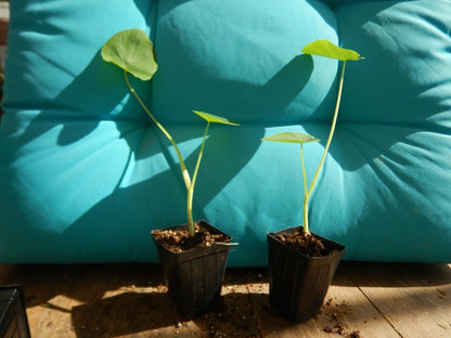Live Plant - Jacks Giant Elephant Ear Colocasia Esculenta Starter Plant