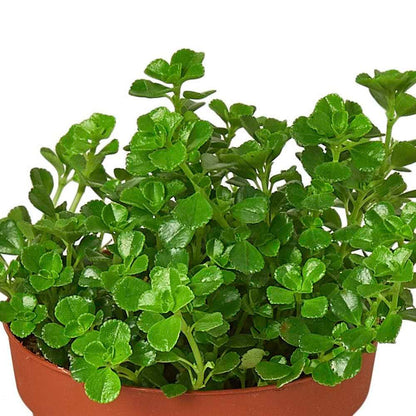 Nettle 'Baby's Tear' Live Plant for Indoor | Different Houseplants in 4'' & 6'' Pot | Real House Plant for Living Room, Office, Desk & Bathroom | Baby tear's