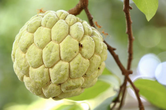 10 Pcs Sugar Apple Seeds (Annona squamosa), High Germination, Non-GMO Custard Apple Seeds for Planting, Easy to Grow Tropical Fruit for Home Gardens, Pots & Outdoor Orchards