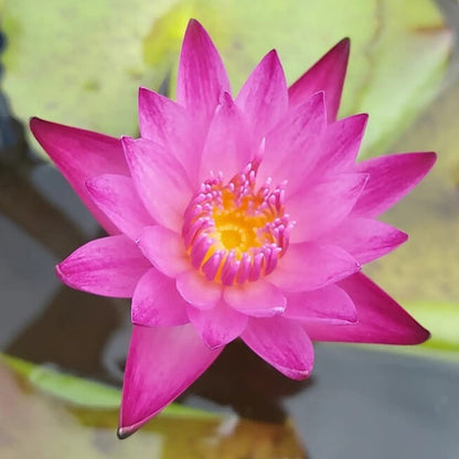 Mainam Mix Colorful Tropical Water Lily Tuber Live Aquarium Plant for Freshwater Fish Pond Balcony Buy 2 GET Fertilizer Free (Red Nymphaea Dang Ma Miew)