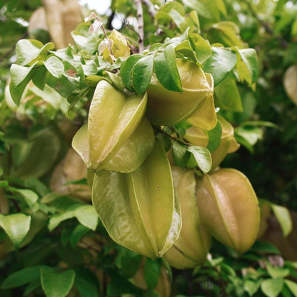 Grafted Starfruit Tree Live 3 Gallon Pot, Tropical Starfruit Fruit Plant 2-3ft Tall, Sweet Star-Shaped Fruit Tree for Planting, No Ship to CA
