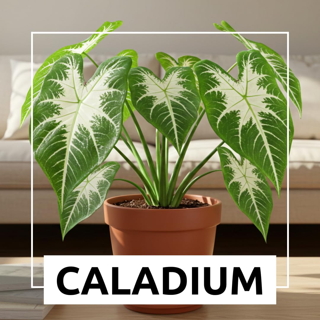 Constellation Caladium Bulbs for Planting - Perennial Hosta, Elephant Ears, Fancy (10 Bulbs)