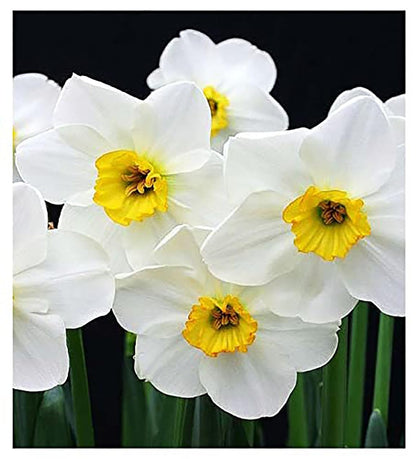 10 Tete a Tete Narcissus Bulbs - Top Size Daffodil Bulbs
