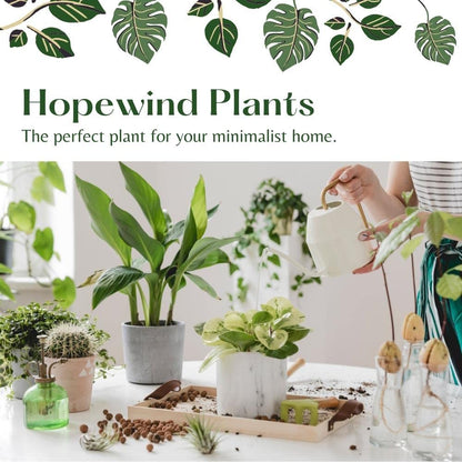 Chinese Money Plant, Peperomia pilea, Live Indoor Plant, 4 inch Pot - Hopewind Plants Shop