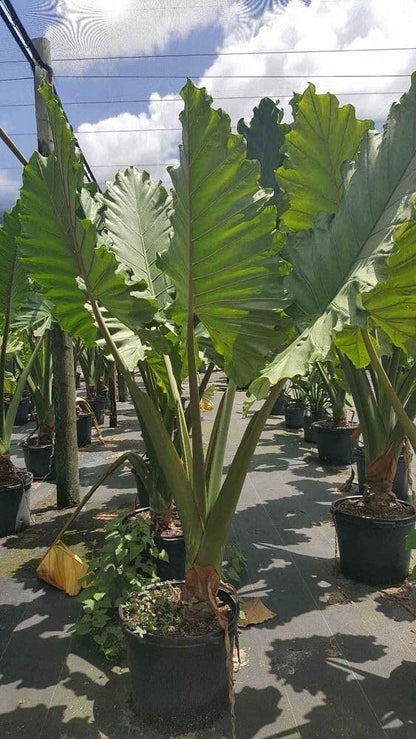 Live Plant - Portora Elephant Ear Alocasia Live Starter Plant Cold Hardy