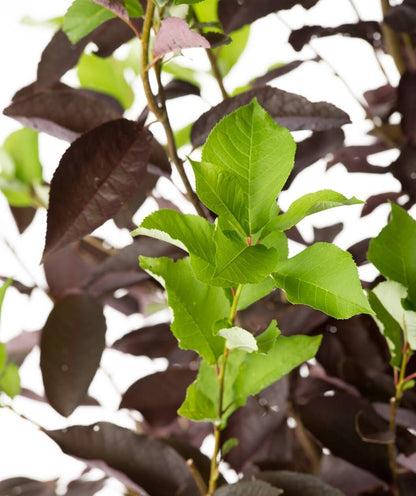 Live Plant - Canada Red Choke Cherry Tree - 8-14" Tall Live Plant, 3" Pot - Prunus virginiana