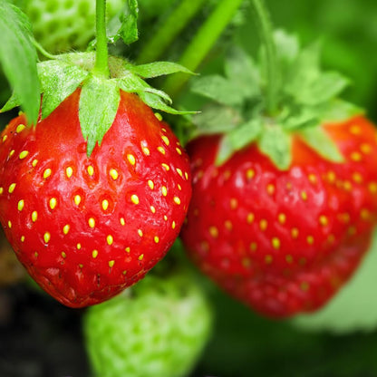 25 Strawberry Bare Roots, Strawberry Plant Live, 5 to 7 Inc Tall, Fruit Garden Indoor Outdoor, Easy to Plant
