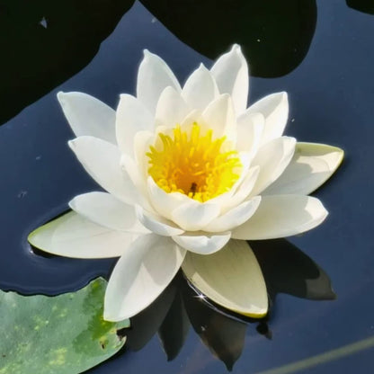 3 Pre-Grown Hardy & Tropical Waterlilies Rhizomes Live Tuber in White, Red, Blue Flower for Indoor-Outdoor Pond Decoration