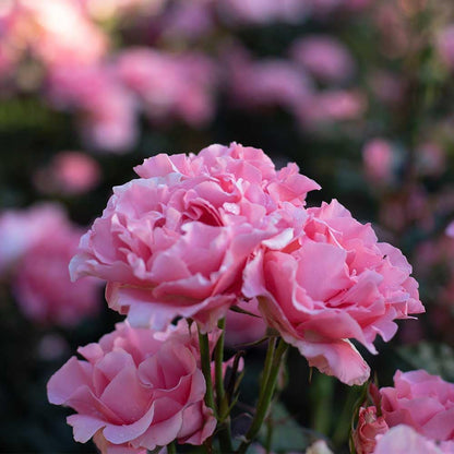 Heirloom Roses Rose Plant - Paris de Yves St. Laurent ™ Pink Rose Bush, Hybrid Tea Live Plant for Planting Outdoors