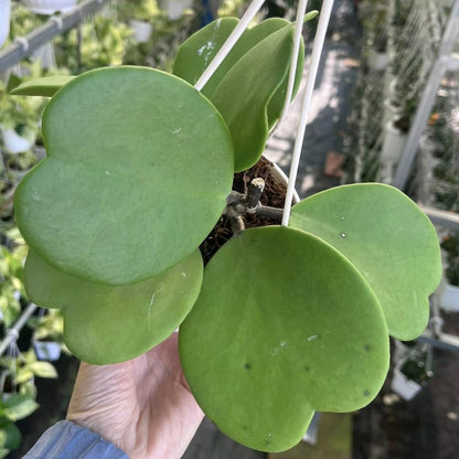 Green Hoya Kerrii Plant Live in 4-Inch Pot | Heart-Shaped Leaf Succulent | Unique Indoor Houseplant Gift for Home or Office Décor