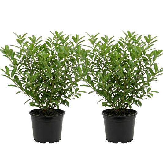 2 Skip Laurel Shrubs Live Plant, 2.5 Inch Pot Schip Laurel Plant, Fast-Growing, Easy to Grow Evergreen Shrubs for Privacy Hedge, Landscape & Garden Borders