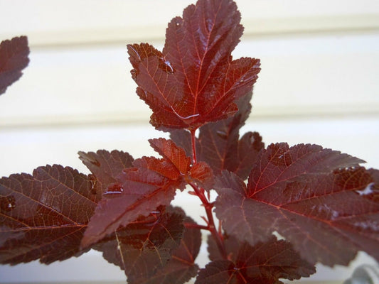Live Plant - Crimson Diabolo Ninebark Shrub/Bush - 6-12" Tall - Live Potted Plant - 2.5" Pot