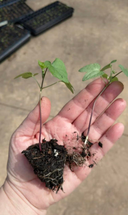 Pack of 4 - Live Starter Vines, Heavenly Blue Morning Glory Live Plants