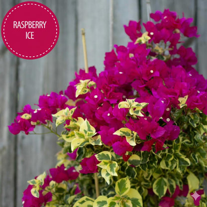 Pink Bougainvillea Plants - Live Raspberry Ice Bougainvillea Plants – Pack of 2 – Rare Variegated Bougainvillea with Pink & Cream Blooms – Hardy Flowering Vine – Ideal for Containers & Trellises