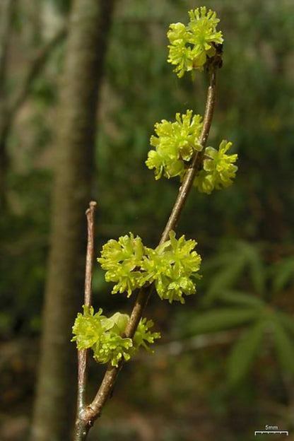 Live Plant - 2 Northern Spicebush Shrubs - 12-18" Tall Live Plants, 4" Pots - Lindera Benzoin