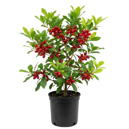 Miracle Fruit Tree Live Plant, 1-2 Ft Tall, Edible Miracle Berry Plants for Tropical Outdoor, 3 Gallon Pot Plant,No Shipping CA