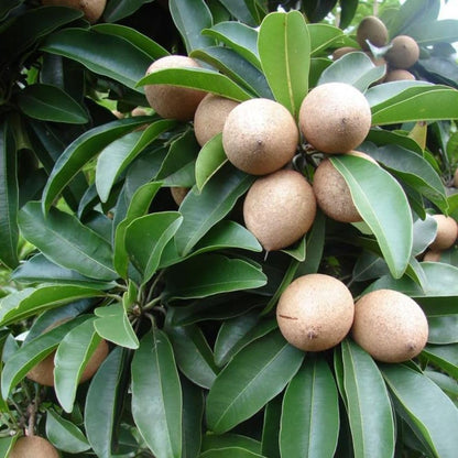 Live Sapodilla Plant 2-3 Feet in 3 Gallon Pot, Sapote Plant Live, Tropical Fruit Tree for Outdoor Garden, No Ship to CA