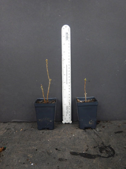 Live Plant - Spring Fanfarearomi Azalea Rhododendron Deciduous Small Starter Plant