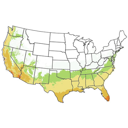 Southern Live Oak, Shade Tree, 7 gal. Nursery Pot (Due to Agricultural Laws, we Cannot Ship to CA, AZ, AK, or HI)