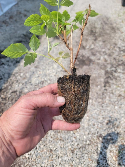 Live Plant - COHO Red Raspberry (Rubus) - Starter Plant
